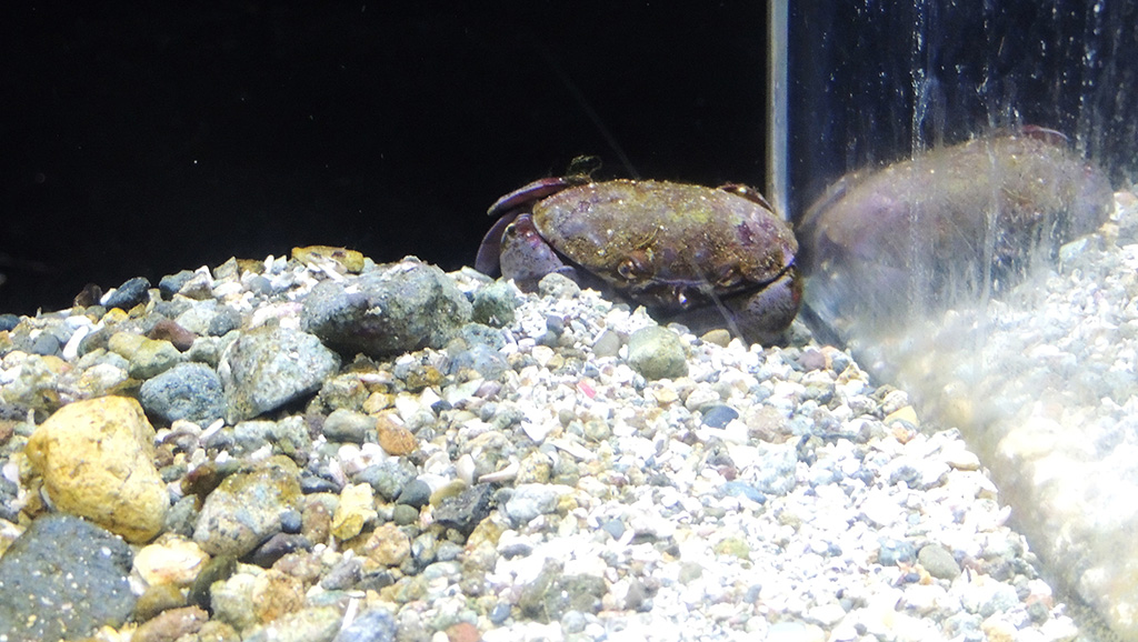 スベスベマンジュウガニ/下田海中水族館（静岡県/下田市）