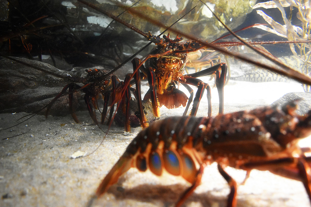 イセエビ/下田海中水族館（静岡県/下田市）