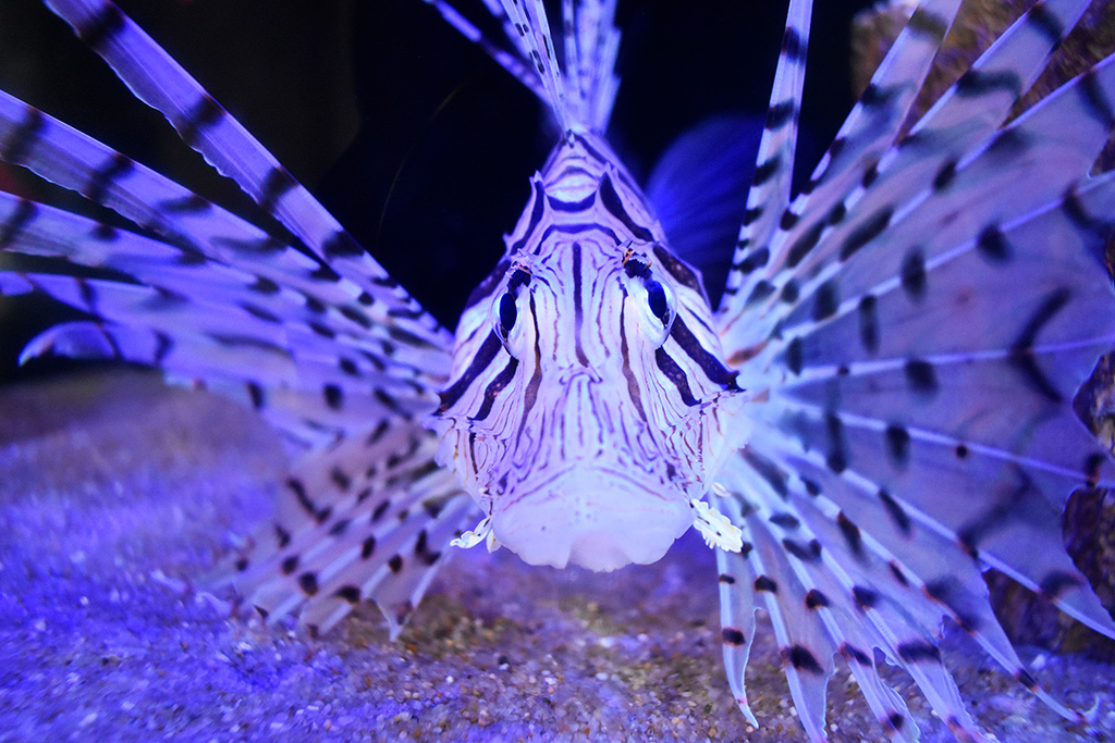ミノカサゴ/下田海中水族館（静岡県/下田市）
