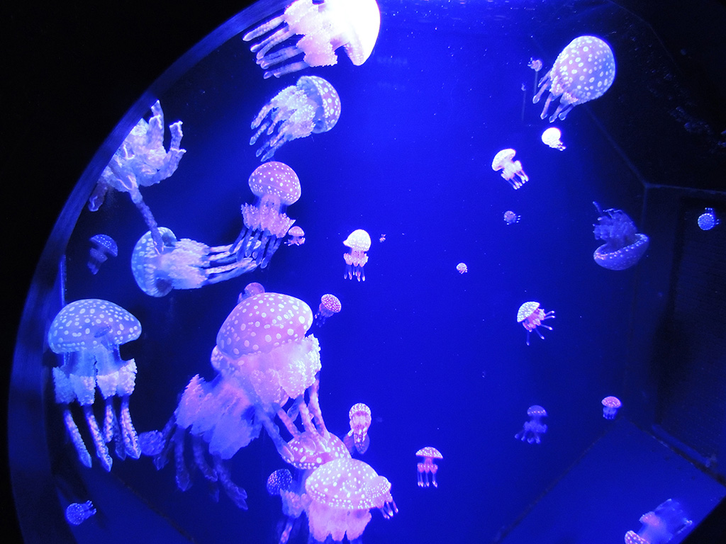 タコクラゲ/下田海中水族館（静岡県/下田市）