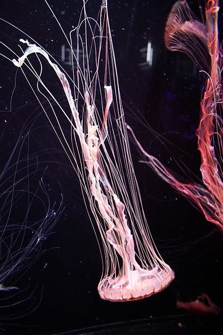 神秘的なアカクラゲ/下田海中水族館（静岡県/下田市）