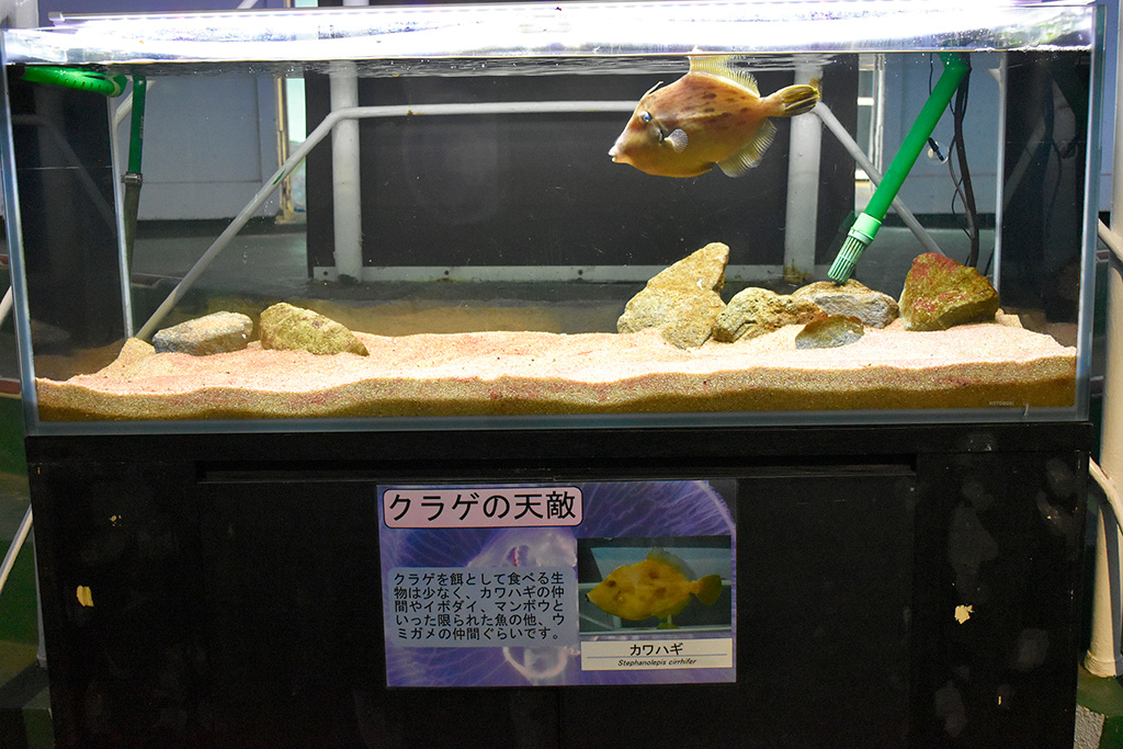 クラゲの天敵のカワハギ/下田海中水族館（静岡県/下田市）