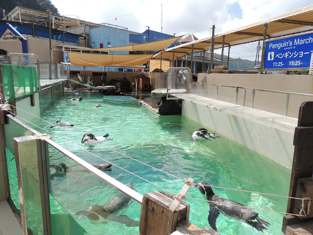 フンボルトペンギン/下田海中水族館（静岡県/下田市）