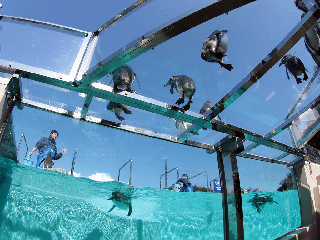 頭上でペンギンが歩く姿/下田海中水族館（静岡県/下田市）