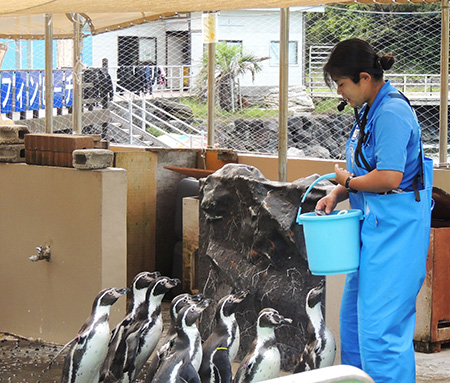 飼育員さんにペンギンたちが近づく様子/下田海中水族館（静岡県/下田市）