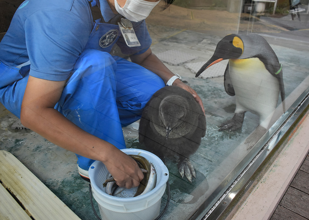 オウサマペンギンの赤ちゃん（手前）/下田海中水族館（静岡県/下田市）