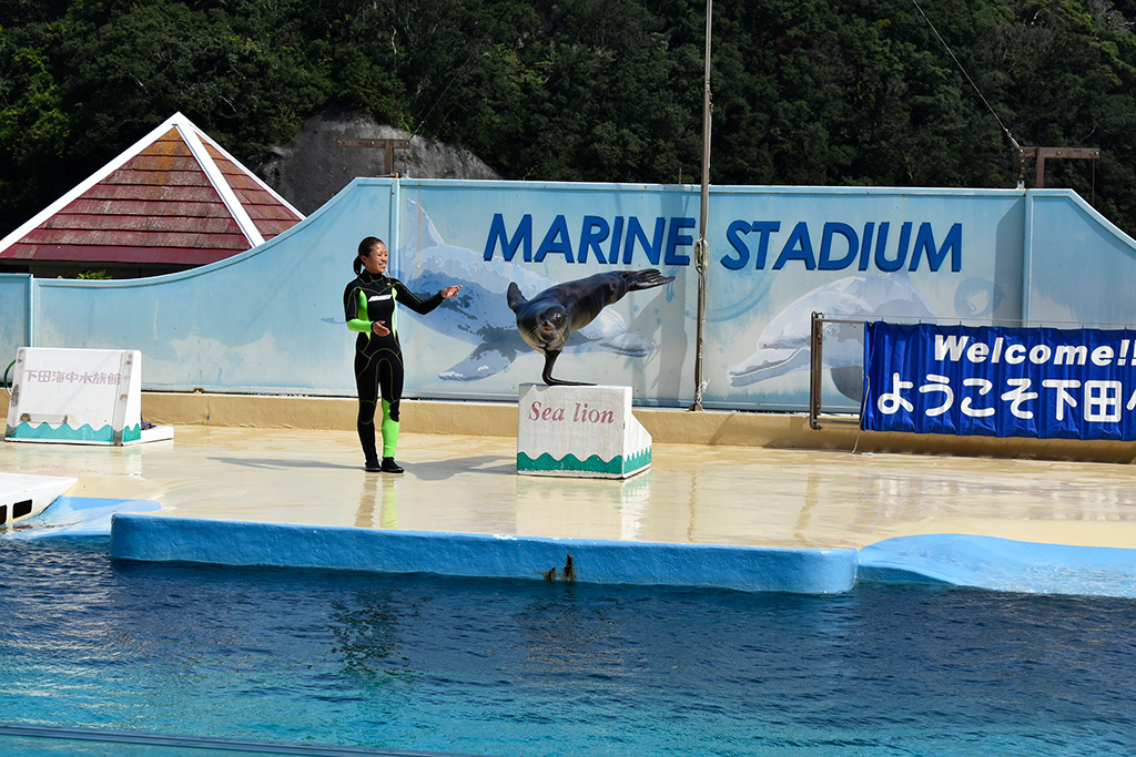 アシカショーの様子/下田海中水族館（静岡県/下田市）
