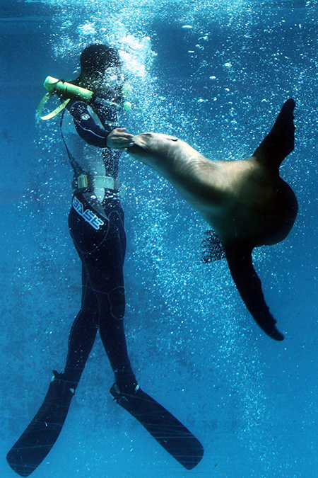 アシカショーの様子/下田海中水族館（静岡県/下田市）