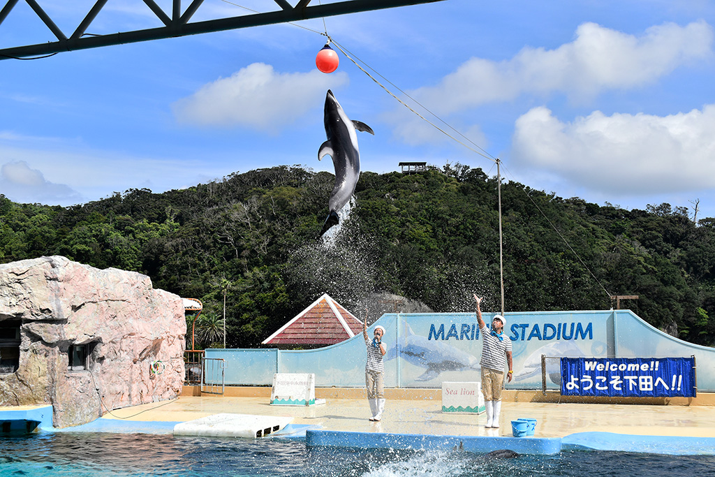 カマイルカのジャンプ/下田海中水族館（静岡県/下田市）