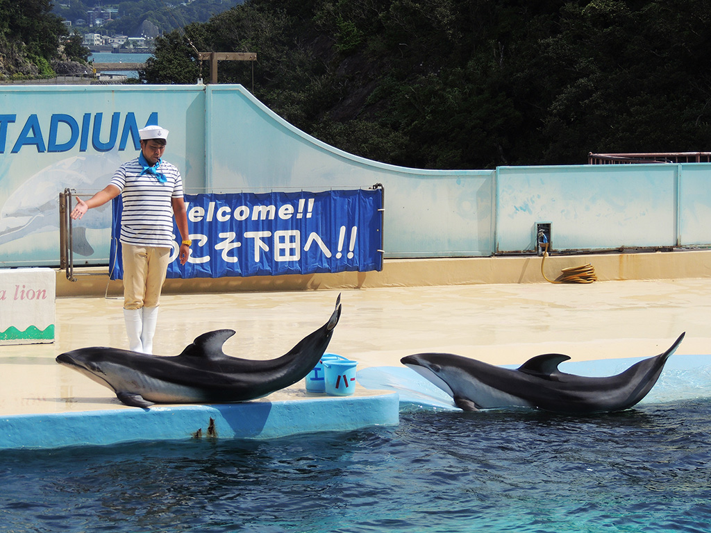 カマイルカのご挨拶/下田海中水族館（静岡県/下田市）
