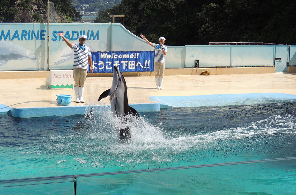 立ったまま水上を進んでいくカマイルカ/下田海中水族館（静岡県/下田市）
