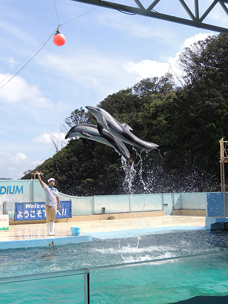2頭一緒にジャンプするカマイルカ/下田海中水族館（静岡県/下田市）