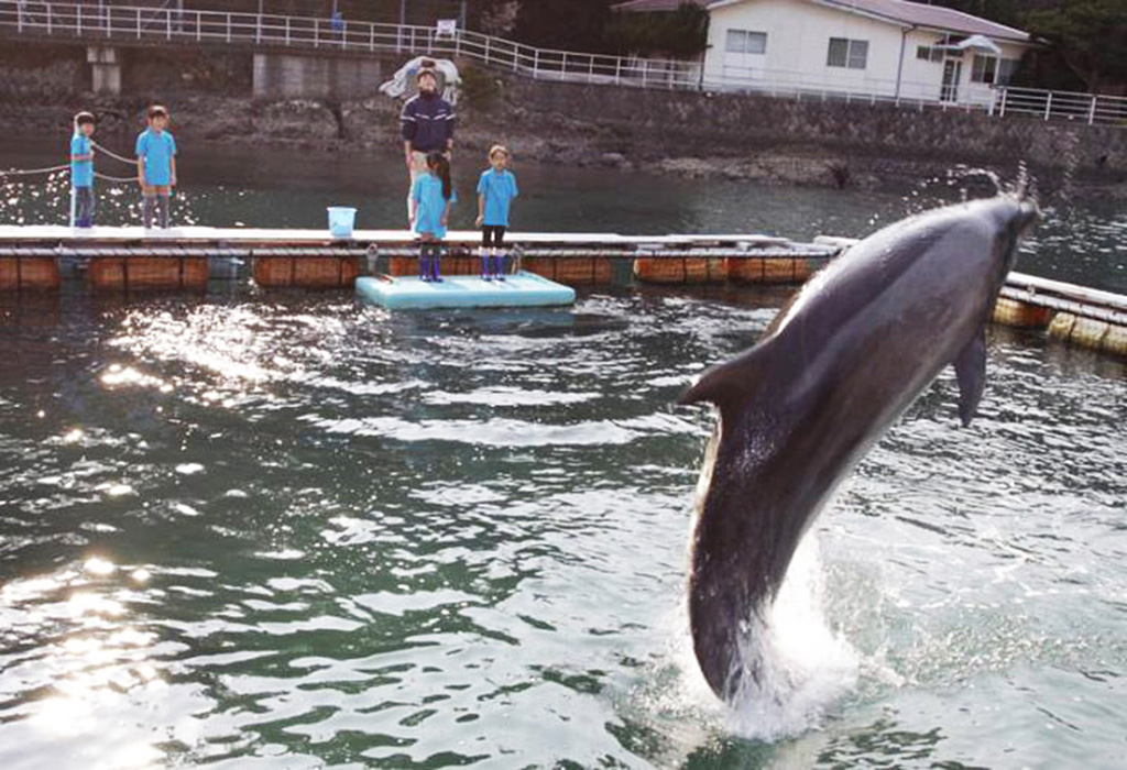 サインにしたがってイルカがジャンプ/下田海中水族館（静岡県/下田市）