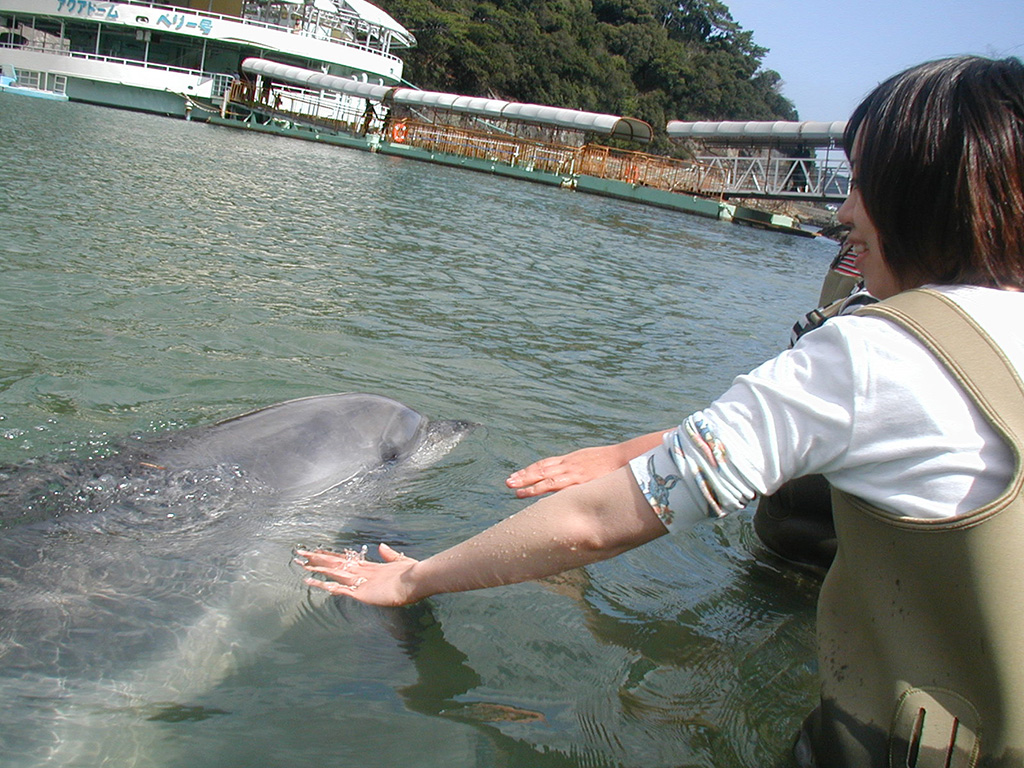 イルカにさわれるドルフィンビーチ/下田海中水族館（静岡県/下田市）