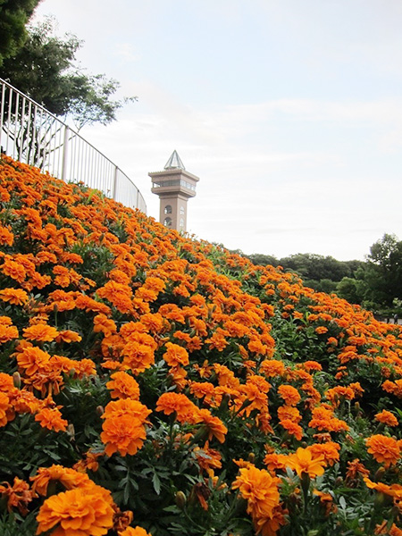 季節の花や自然が楽しめる/相模原麻溝公園(神奈川県/相模原市)