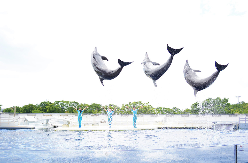 イルカショー/京都水族館（京都府/京都市）