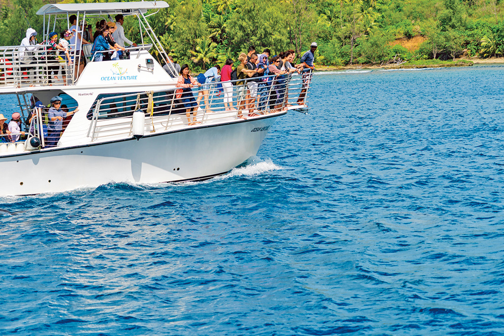 イルカウォッチングの様子(グアム)