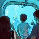 0歳からOK！グアムで1番人気のドルフィンウォッチング＆プライベートビーチ遊び