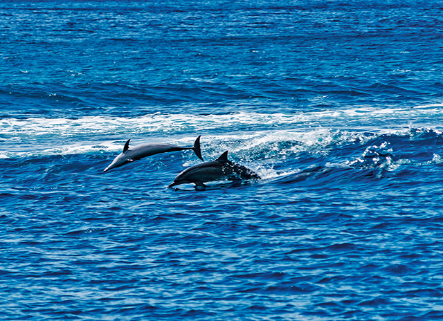 イルカウォッチングの様子(グアム)