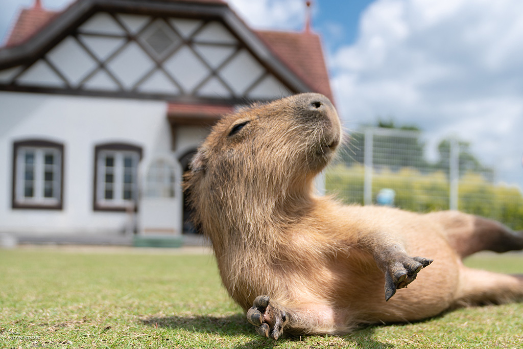 カピバラ/滋賀農業公園ブルーメの丘（滋賀県/日野町）