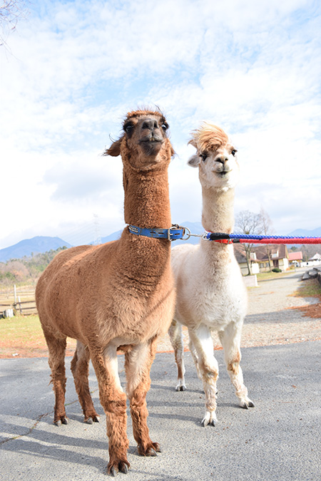 「ふれあい広場」のアルパカ/滋賀農業公園ブルーメの丘（滋賀県/日野町）