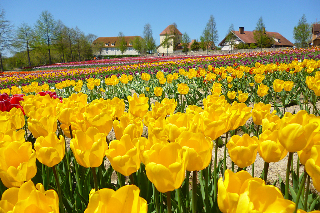 チューリップ畑/滋賀農業公園ブルーメの丘（滋賀県/日野町）
