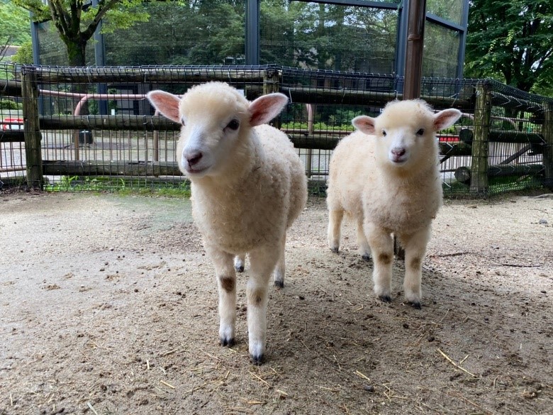 仔ヒツジ/グリーンピア春日井(愛知県/春日井市)