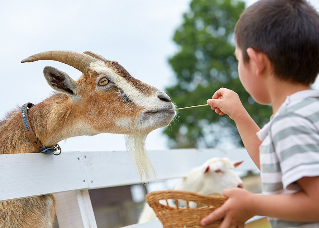 牧場エリアでヤギにエサをあげる様子/こもれびの森のイバライド(茨城県/稲敷市)