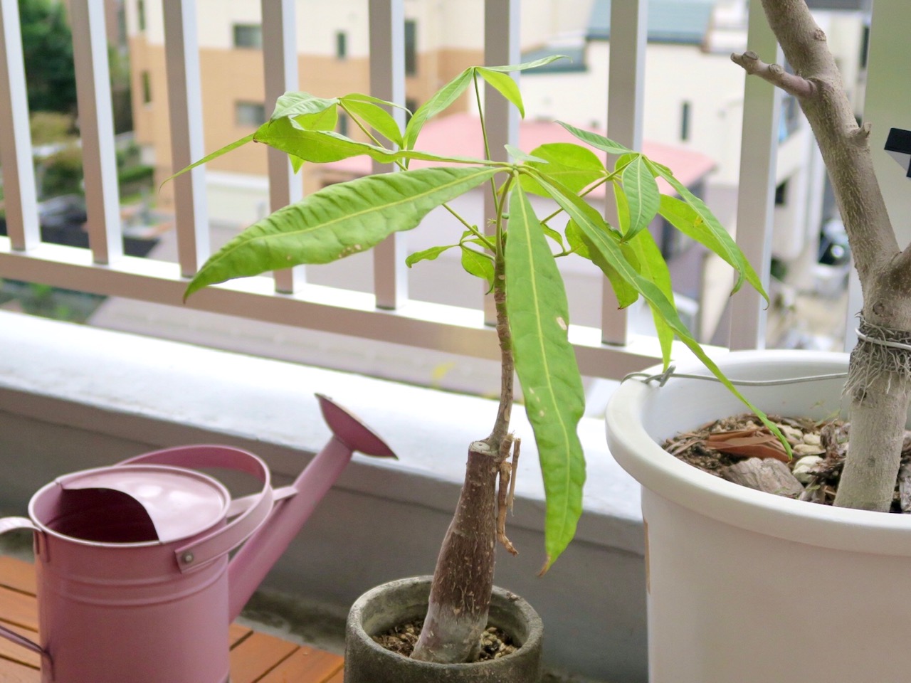 ベランダ水やり