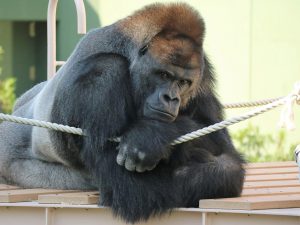ゴリラがいる動物園は6つ！誰がイケメン？平和主義で繊細な性格や寿命なども解説