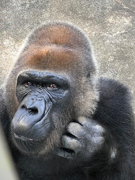 ゴリラの”ローラ”/千葉市動物公園（千葉県/千葉市）