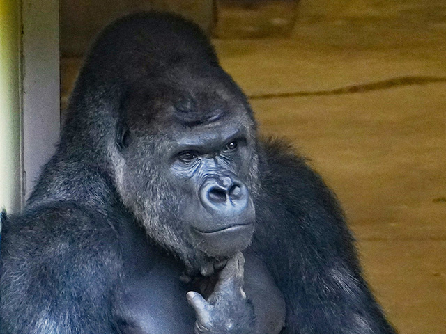 ゴリラの“シャバーニ”/東山動植物園（愛知県/名古屋市）