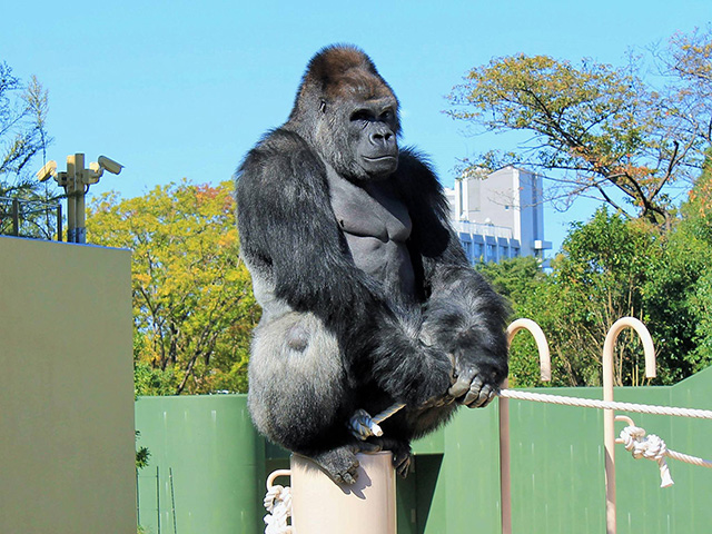 ゴリラの“シャバーニ”/東山動植物園（愛知県/名古屋市）