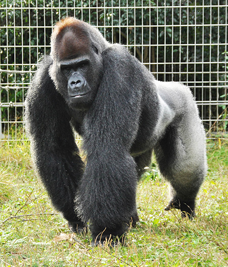 日本モンキーセンター“タロウ”のナックルウォーク/日本モンキーセンター（愛知県／犬山市）