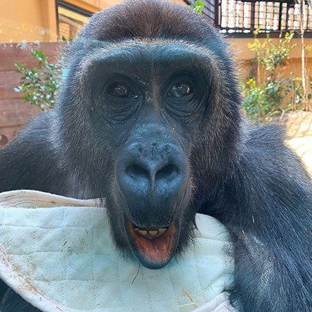 ゴリラの“ゲンタロウ”/京都市動物園（京都府）