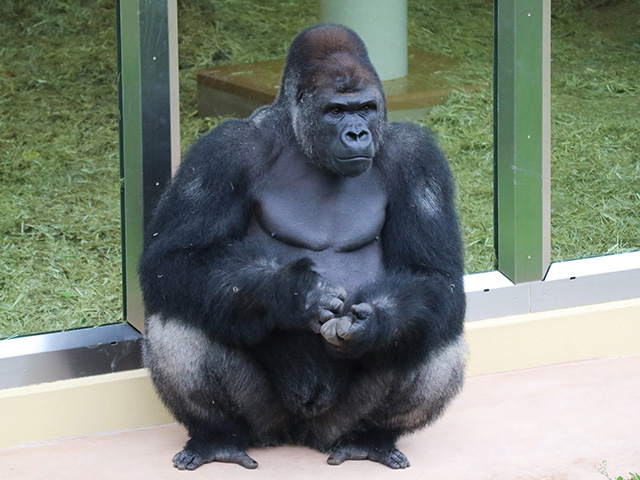 ゴリラの“シャバーニ”/東山動植物園（愛知県/名古屋市）