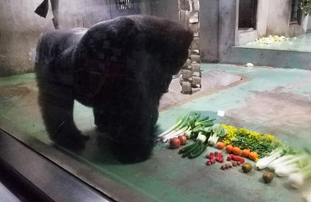 ゴリラの“タロウ”/日本モンキーセンター（愛知県／犬山市）