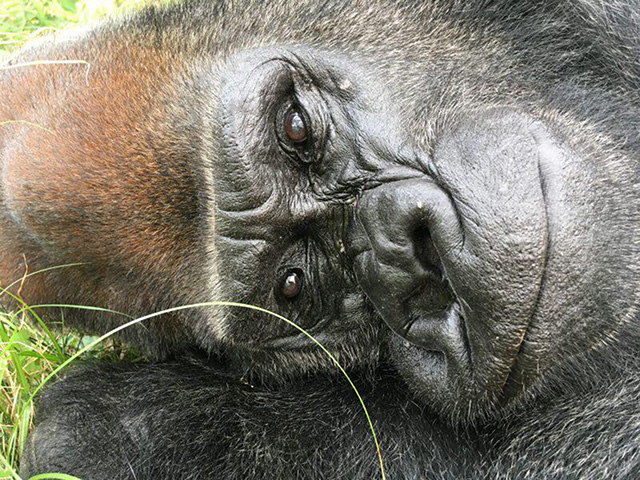 ゴリラの“タロウ”/日本モンキーセンター（愛知県／犬山市）