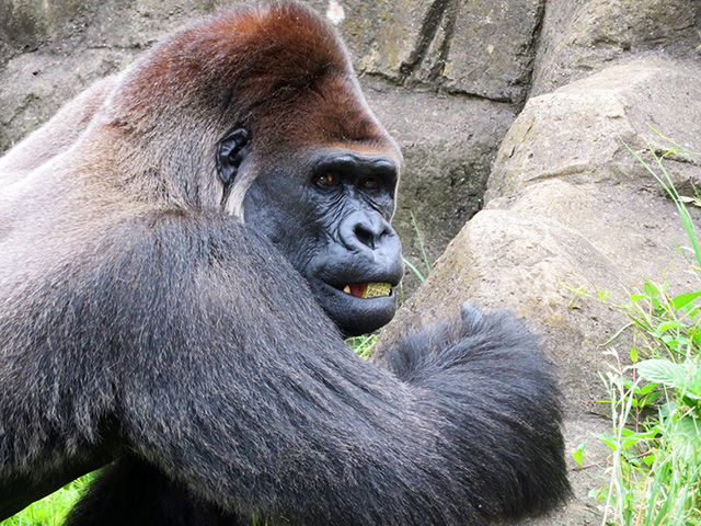 ゴリラの“モンタ”/千葉市動物公園（千葉県）