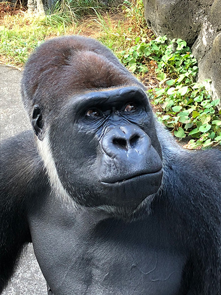 ゴリラの“モンタ”/千葉市動物公園（千葉県）