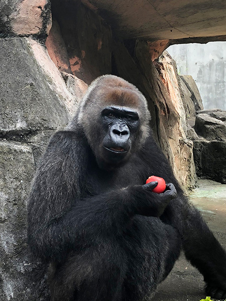 ゴリラの“ローラ”/千葉市動物公園（千葉県）