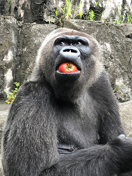 ゴリラの“ローラ”/千葉市動物公園（千葉県）