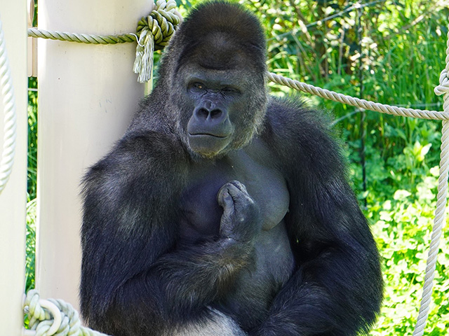ゴリラの“シャバーニ”/東山動植物園（愛知県/名古屋市）