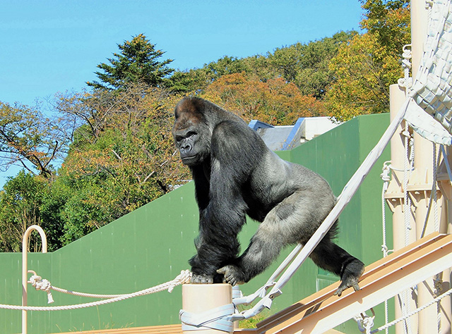 ゴリラの“シャバーニ”/東山動植物園（愛知県/名古屋市）