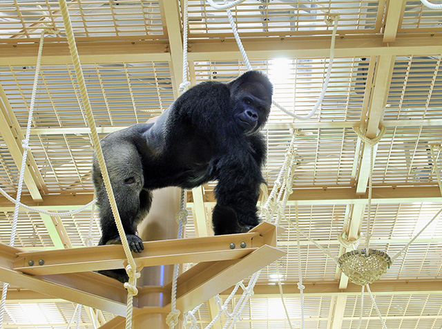 ゴリラの“シャバーニ”/東山動植物園（愛知県/名古屋市）