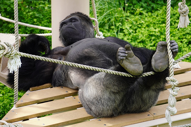 ゴリラの“シャバーニ”　写真提供：東山動植物園/東山動植物園（愛知県/名古屋市）