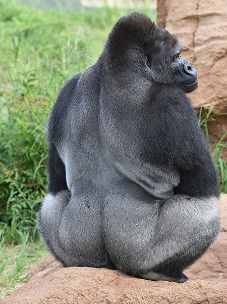 ゴリラの“シャバーニ”/東山動植物園（愛知県/名古屋市）