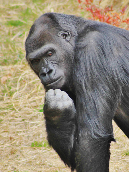 ゴリラの“アイ”/東山動植物園（愛知県/名古屋市）