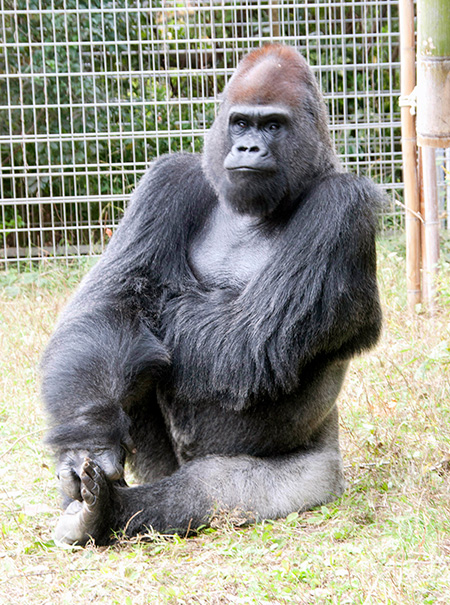 ゴリラの“タロウ”/日本モンキーセンター（愛知県／犬山市）