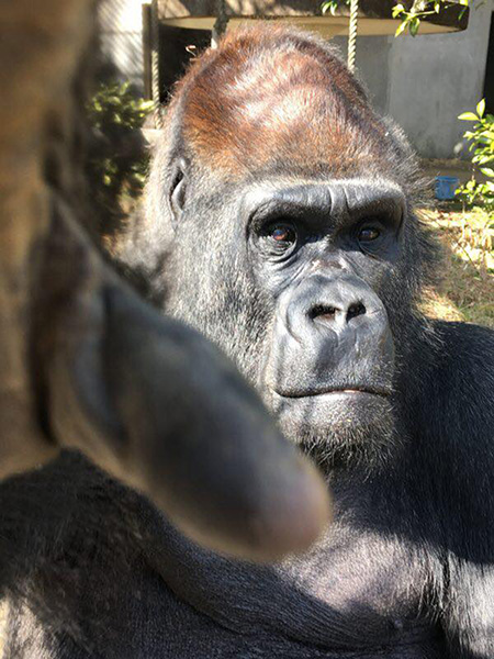 ゴリラの“タロウ”/日本モンキーセンター（愛知県／犬山市）